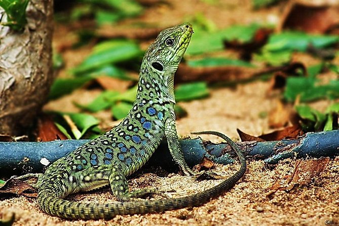 Hiking Tour to Footprints of Dinosaur in Espichel Cape - Booking and Cancellation Policy