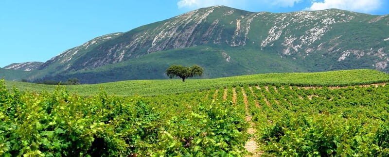 Hiking Tour to the highest point of Arrábida Mountain - The Sum Up