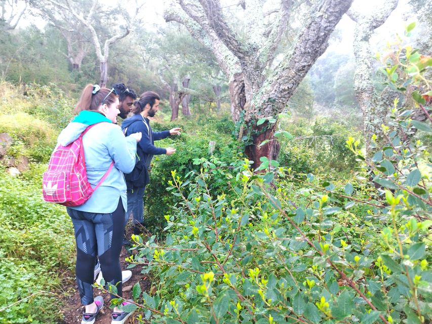 Hiking Tour to the Highest Point of Arrábida Mountain - Discovering Local Plants