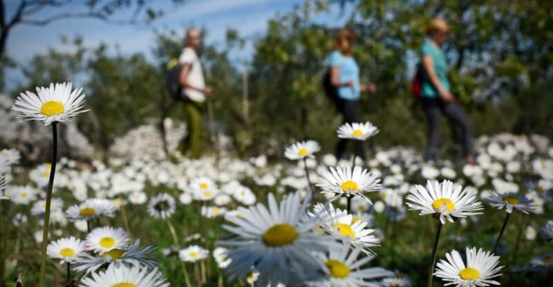 Hiking Tour Vidova Gora and Visiting Museum of Olive Oil - Booking Information