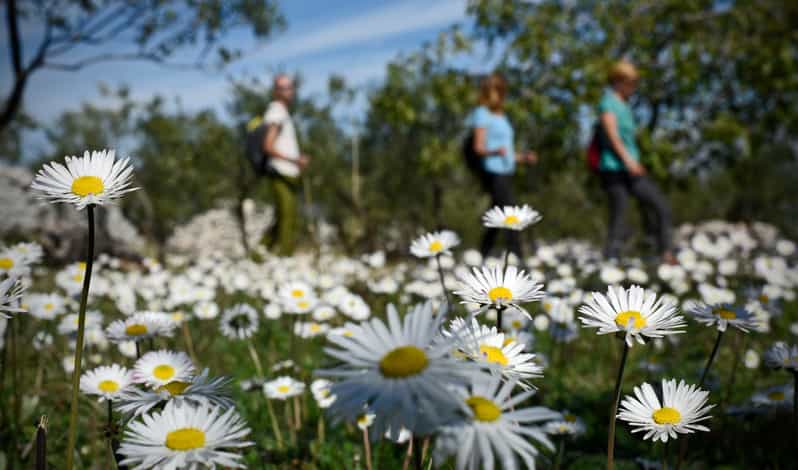 Hiking Tour Vidova Gora and Visiting Museum of Olive Oil - Experience Highlights