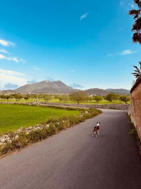 Hiking tour with a dream view of the former monastery of Sant Salvador, 3-4 hours. - The Sum Up