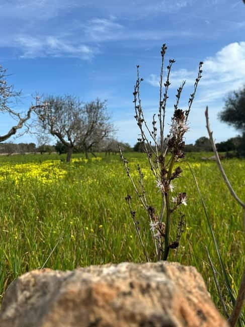 Hiking tour with a dream view of the former monastery of Sant Salvador, 3-4 hours. - FAQs