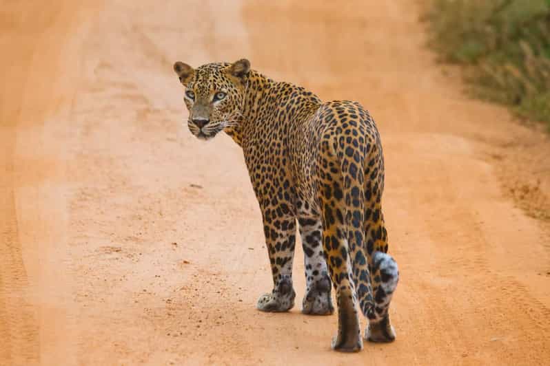 Hikkaduwa/Galle: Yala National Park Jeep Safari Day Tour - Overview and Pricing