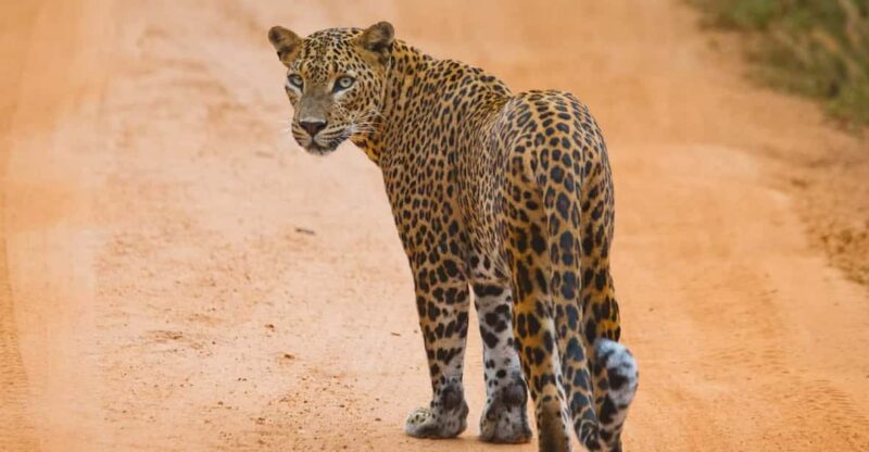 Hikkaduwa/Galle: Yala National Park Jeep Safari Day Tour - Itinerary and Logistics