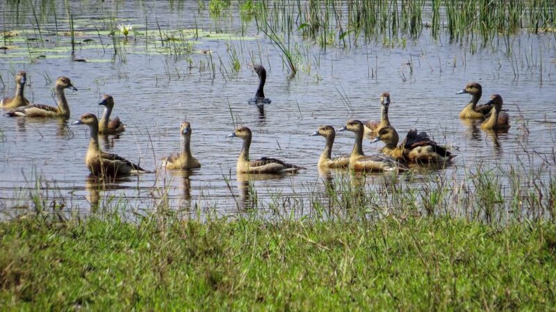 Hikkaduwa: Udawalawe National Park Safari With Hotel Pickup - Good To Know
