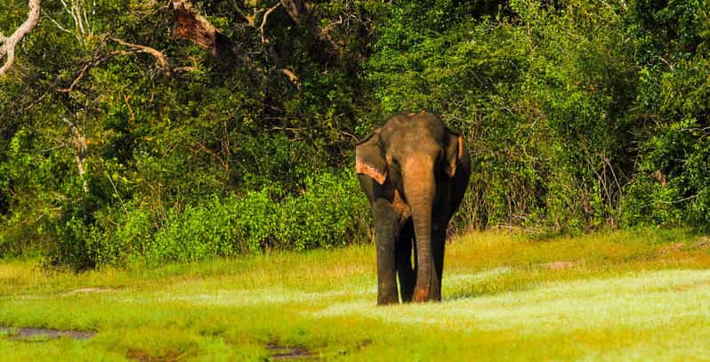 Hikkaduwa: Udawalawe National Park Safari With Hotel Pickup - Transportation Details