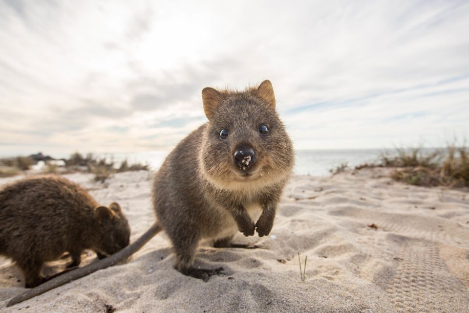 Hillarys Boat Harbour: Rottnest Island Ferry Transfer - Customer Reviews