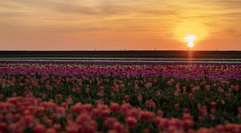 Hillegom: Guided E-Bike Tour at Sunset Near Keukenhof - Important Information