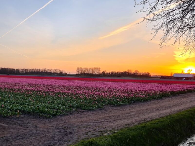Hillegom: Guided E-Bike Tour at Sunset Near Keukenhof - Safety Guidelines