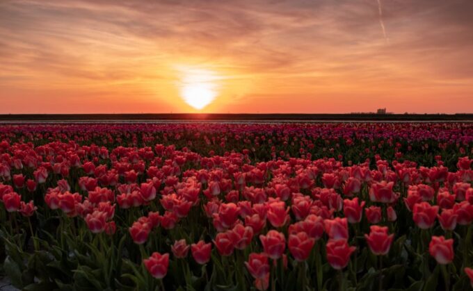 Hillegom: Guided E-Bike Tour at Sunset Near Keukenhof - Customer Reviews