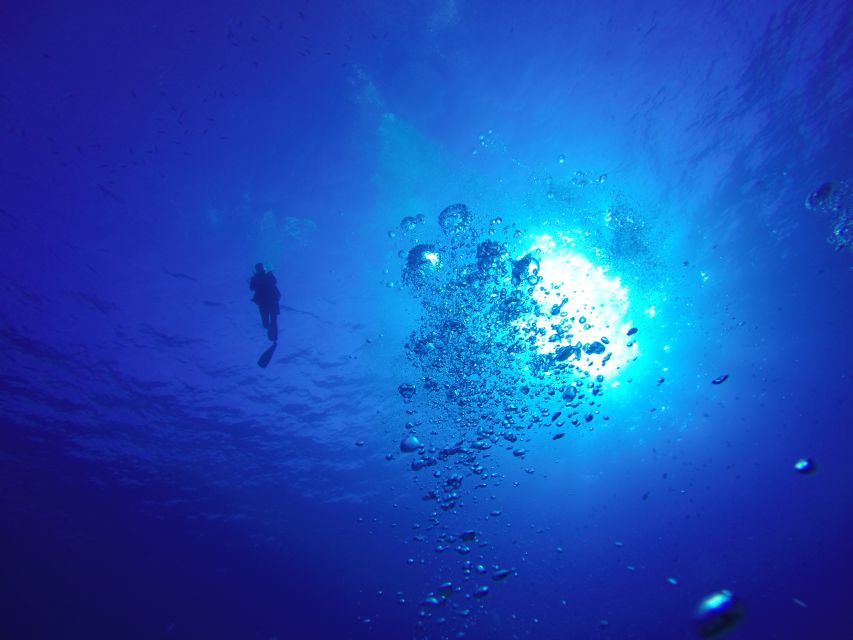 Hilo: 1-Tank Certified Beach Dive at Sea Turtle Cove - World-Class Diving at Sea Turtle Cove