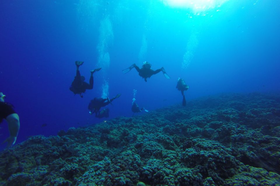 Hilo: 1-Tank Certified Beach Dive at Sea Turtle Cove - Abundance of Sea Turtles