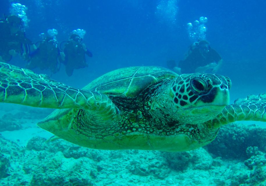 Hilo: 1-Tank Certified Beach Dive at Sea Turtle Cove - Inclusions and What to Expect