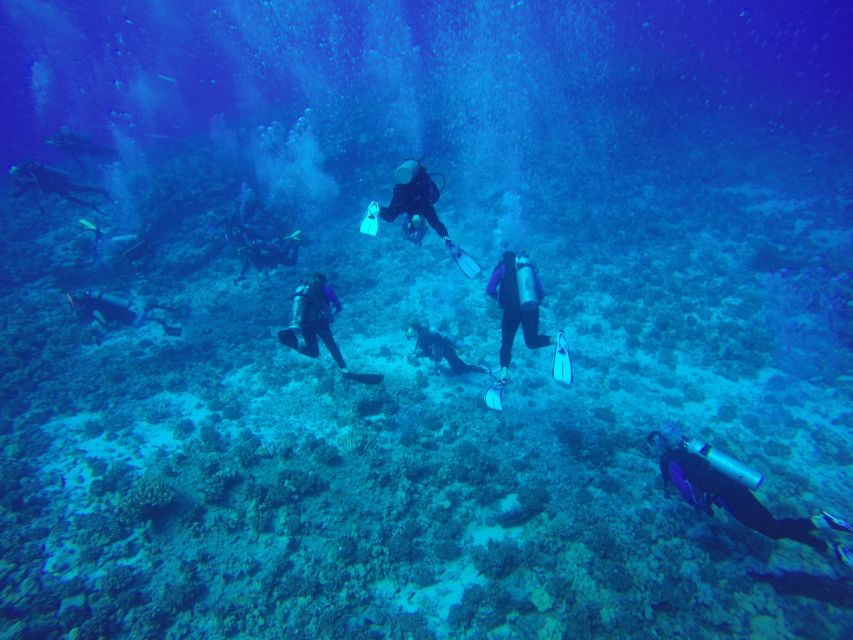 Hilo: 1-Tank Certified Beach Dive at Sea Turtle Cove - Exclusions and Limitations