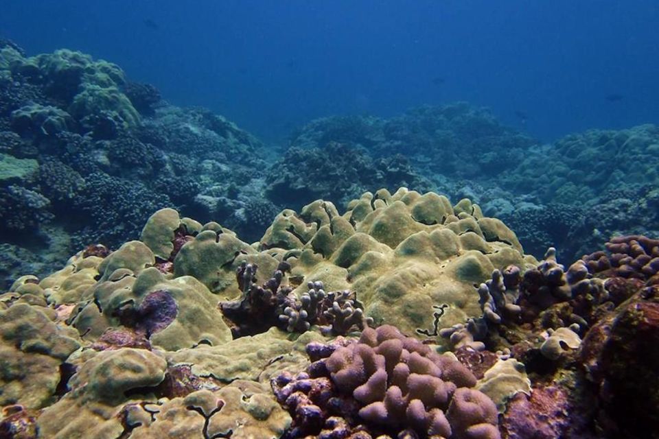 Hilo: 1-Tank Certified Beach Dive at Sea Turtle Cove - Dive Certification and Requirements