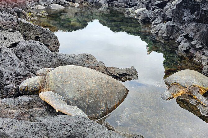 Hilo and Volcano National Park Tour for Cruise Passengers at port - Hilo and Volcano National Park Tour for Cruise Passengers at Port — A Practical Guide