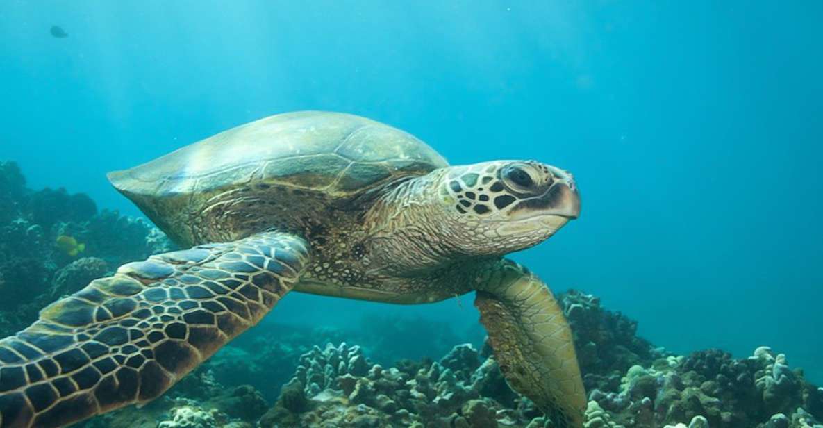 Hilo: Sea Turtle Lagoon and Black Sand Beach Snorkel - Highlights