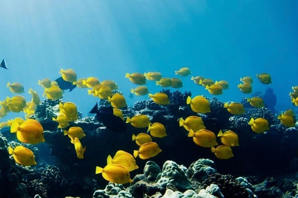 Hilo: Sea Turtle Lagoon and Black Sand Beach Snorkel - Inclusions