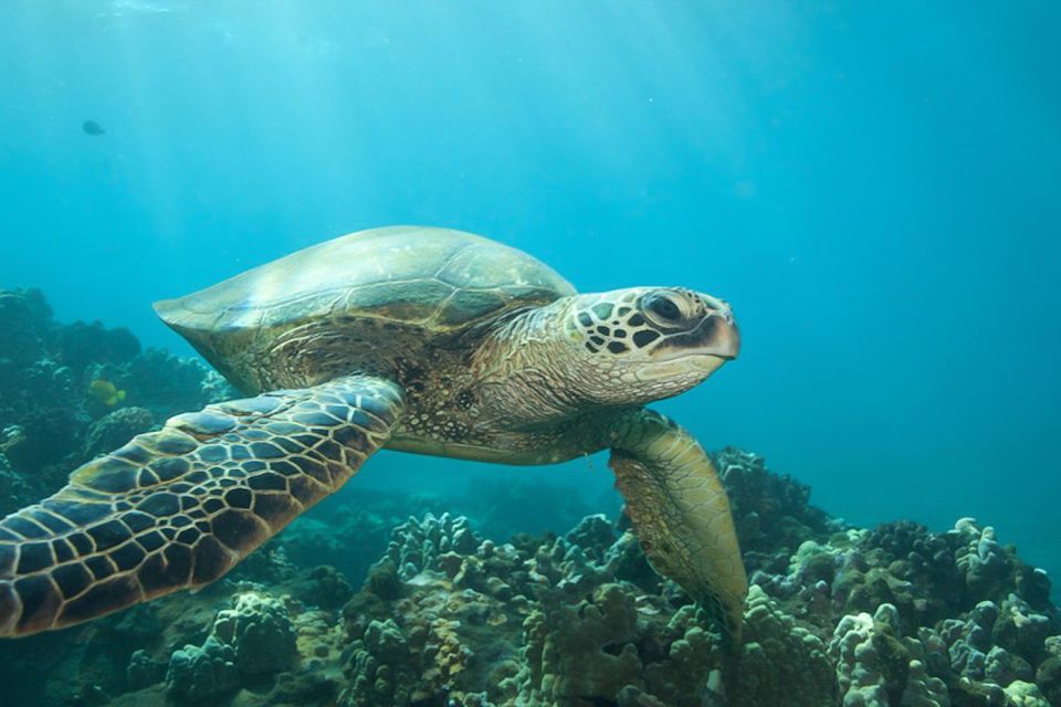 Hilo: Sea Turtle Lagoon and Black Sand Beach Snorkel - Guided Snorkel Experience