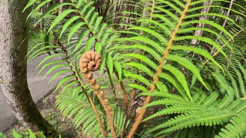 Hilo: Volcanoes National Park & Black Sand Beach - Final Thoughts: Is It Worth It?