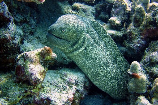 Hilos Remote Tropical Reef 2 Tank Boat Dive - Key Points