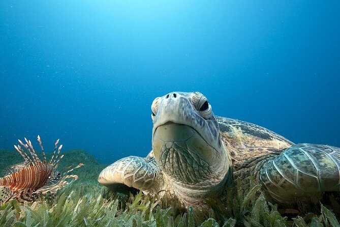 Hilos Remote Tropical Reef 2 Tank Boat Dive - Location and Accessibility