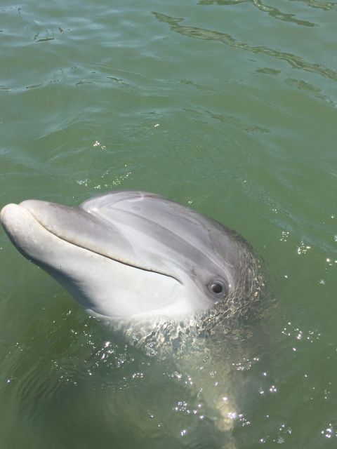 Hilton Head Island: 2-Hour Guided Creek Cat Tour - Meeting Point and Directions