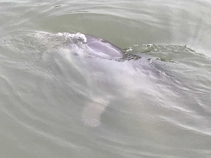 Hilton Head Island: 90-Minute Dolphin & Nature Tour - Wildlife Sightings
