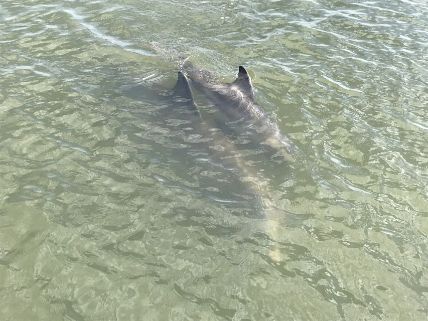 Hilton Head Island: 90-Minute Dolphin & Nature Tour - Suitable for All Ages