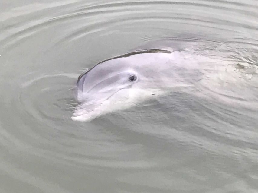 Hilton Head Island: 90-Minute Dolphin & Nature Tour - Booking and Cancellation