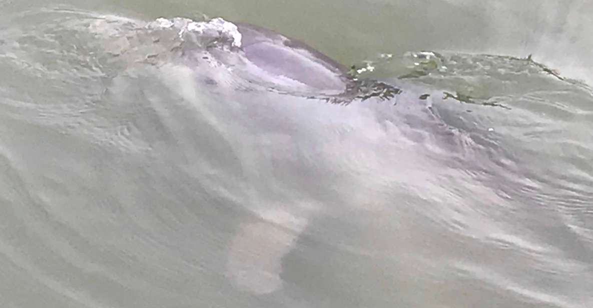 Hilton Head Island: 90-Minute Dolphin & Nature Tour - Getting to Hilton Head