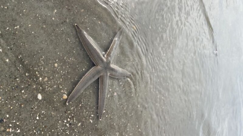 Hilton Head Island: Disappearing Island and Dolphin Tour - Introduction: What to Expect from This Hilton Head Tour