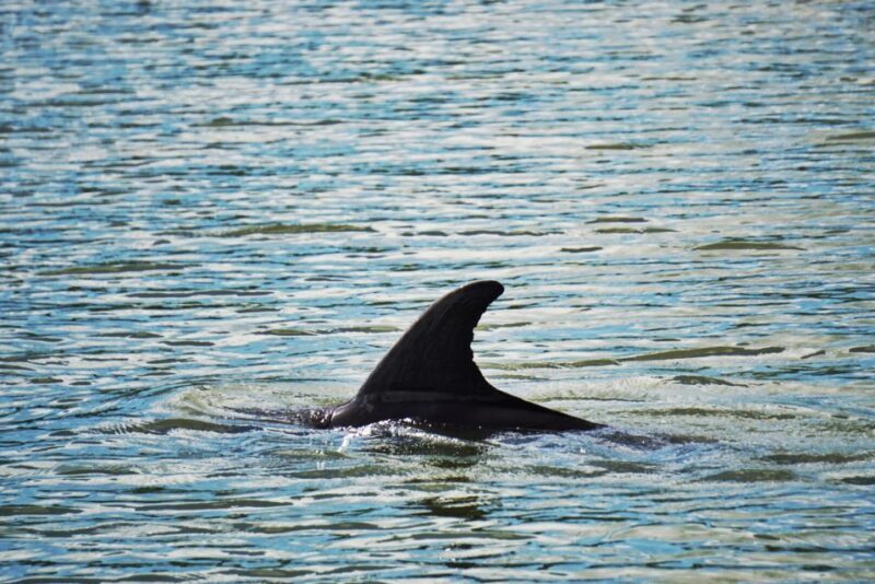 Hilton Head Island: Disappearing Island and Dolphin Tour - The Itinerary in Detail