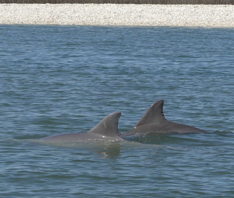 Hilton Head Island: Dolphin and Nature Tour - Key Points