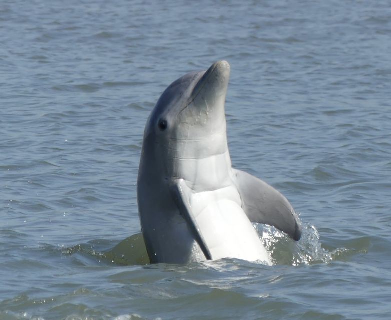 Hilton Head Island: Dolphin and Nature Tour - Activities to Expect