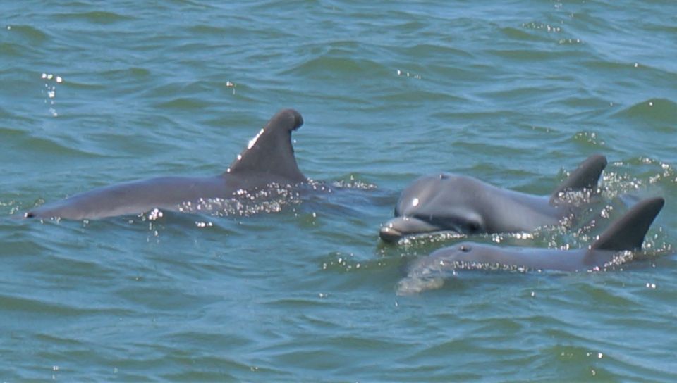 Hilton Head Island: Dolphin and Nature Tour - Guided Expertise
