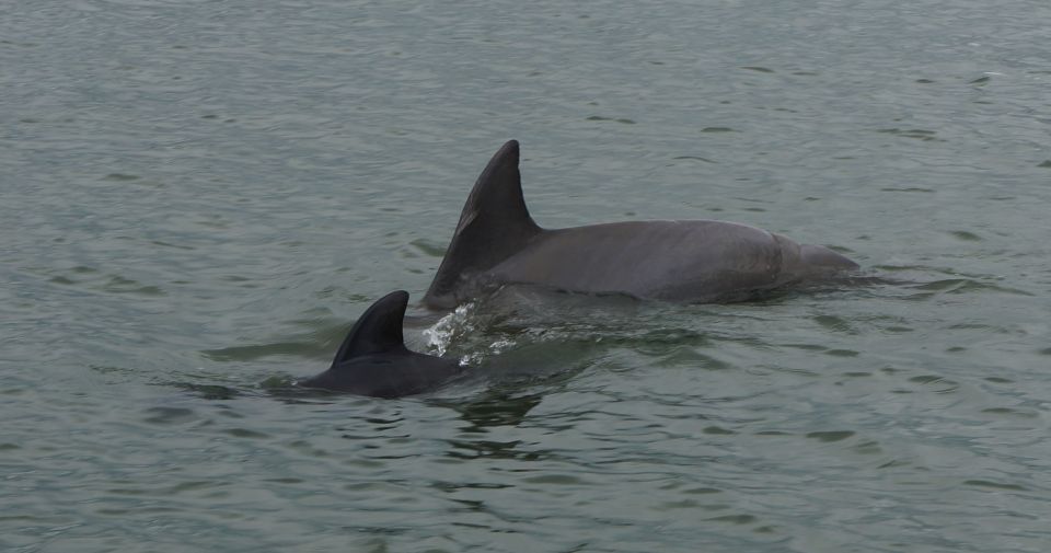 Hilton Head Island: Dolphin and Nature Tour - Marine Life Sightings