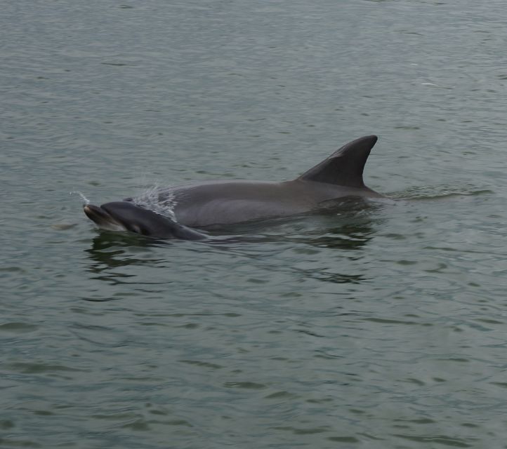 Hilton Head Island: Dolphin and Nature Tour - Tour Duration