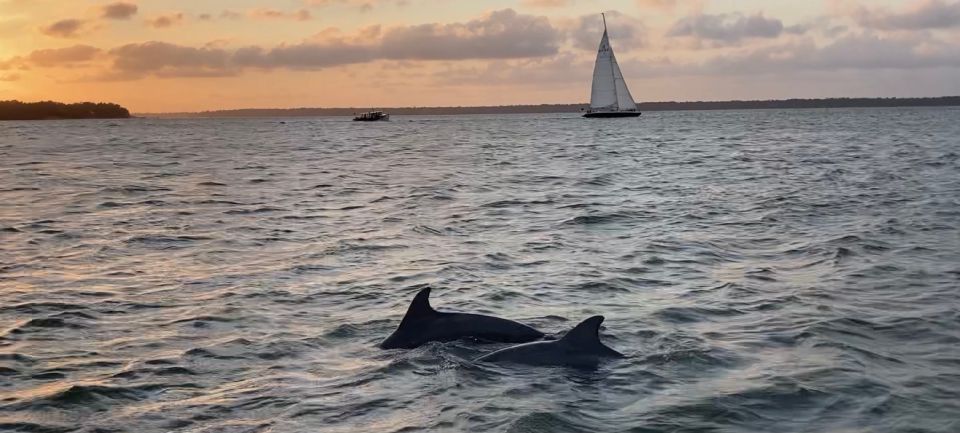 Hilton Head Island: Dolphin and Nature Tour - Booking and Pricing