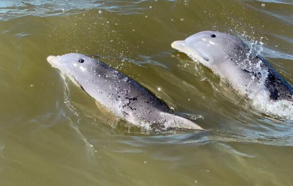 Hilton Head Island: Dolphin and Nature Tour - Cancellation Policy