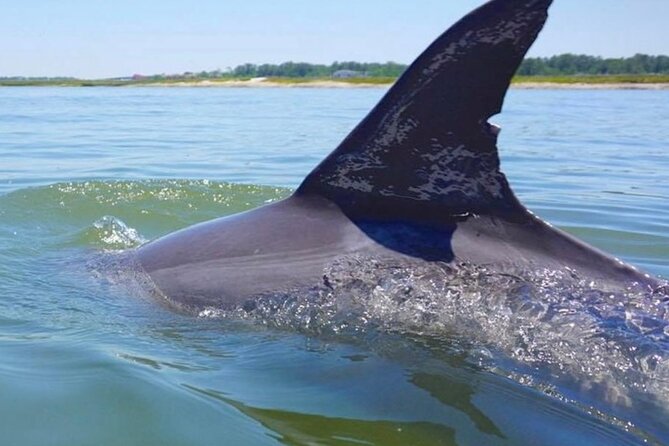 Hilton Head Island Dolphin Boat Cruise - Inclusions and Services