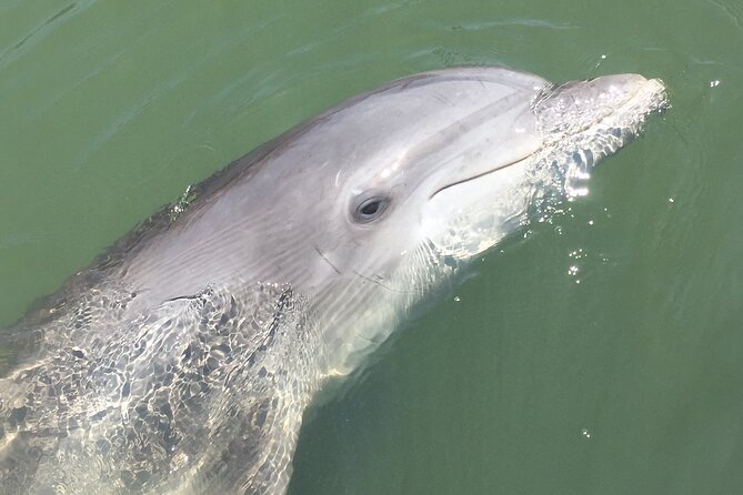 Hilton Head Island Dolphin Boat Cruise - Meeting and Departure Details