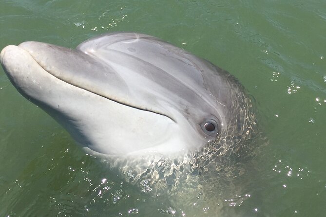 Hilton Head Island Dolphin Boat Cruise - Guest Reviews and Feedback