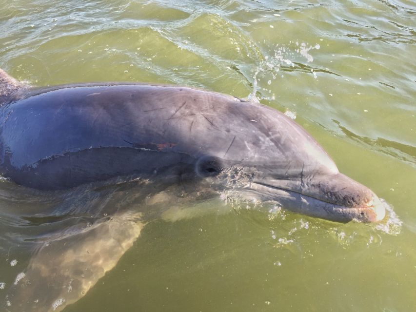 Hilton Head Island: Dolphin Tour at Sunset & Fireworks Show - Important Information