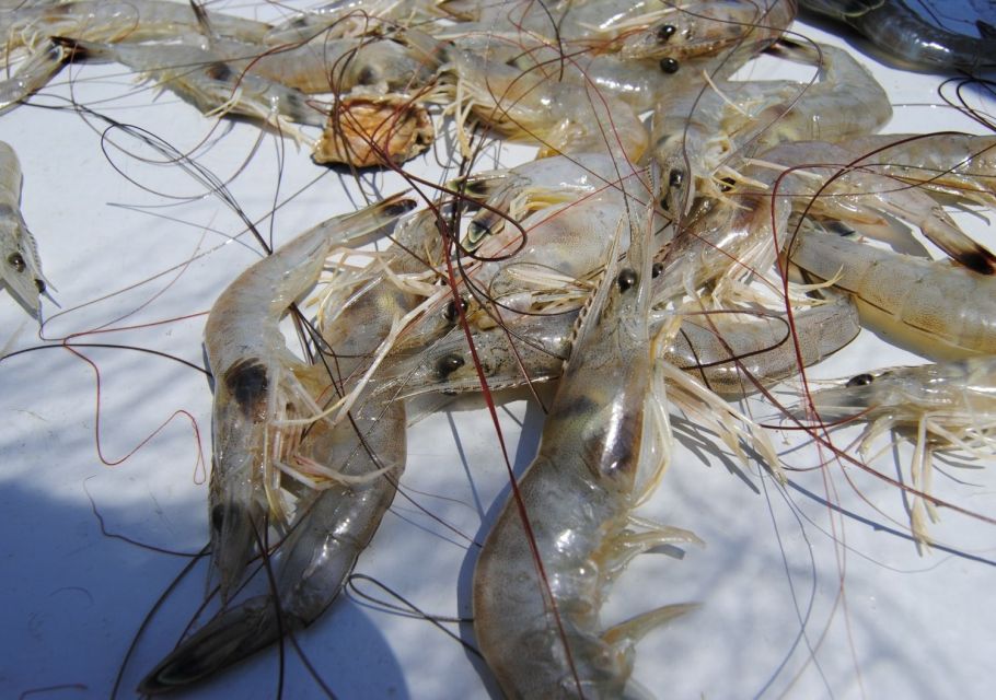 Hilton Head Island: Shrimp Trawling Boat Tour - What to Expect on the Tour