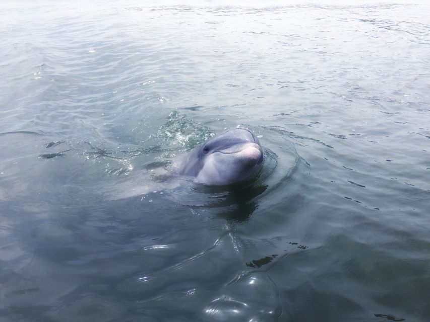 Hilton Head Island: Sunset Dolphin Watching Tour - Meeting Point Location