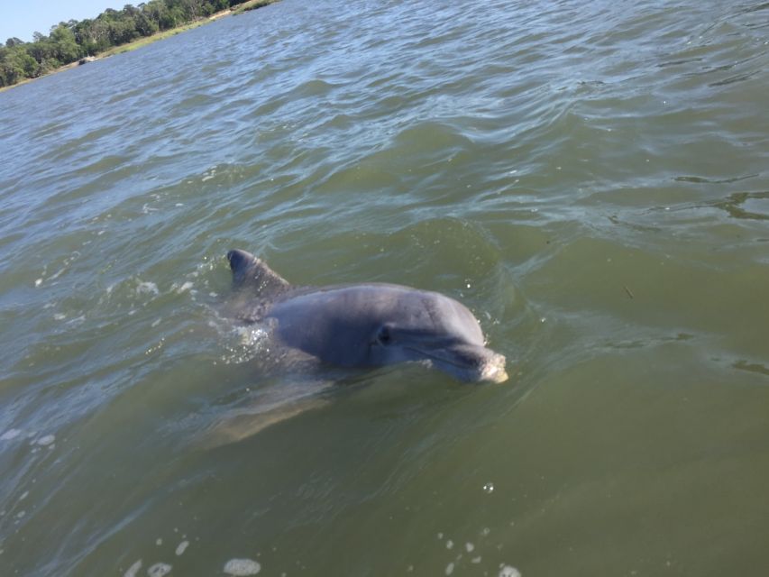Hilton Head Island: Sunset Dolphin Watching Tour - Preparing for the Tour
