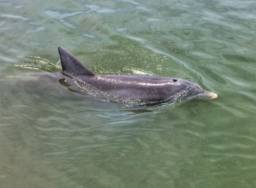 Hilton Head Island: Sunset Dolphin Watching Tour - Wildlife Spotting Opportunities