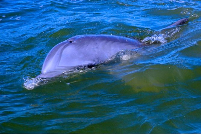 Hilton Head Morning Dolphins & Donuts Cruise - Whats Included